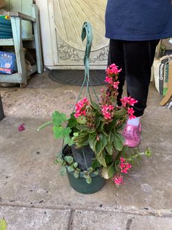 Plant