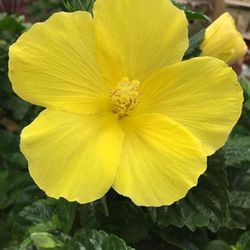 Yellow Hibiscus