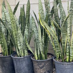 Snake Plants