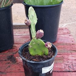 Prickly pear cactus pads ( nopales)