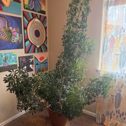 Dwarf Umbrella Tree