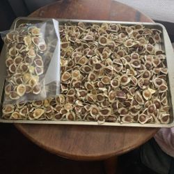 Moringa Seed