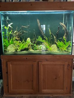 Complete 125 gallon fish tank