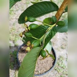 Pink Guava Airlayered Trees 3gal Arboles De Guayaba Injertado 