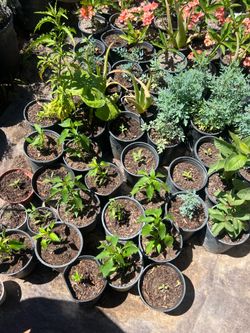 🌱 Assorted Potted Plants – Plantas Variadas en Maceta