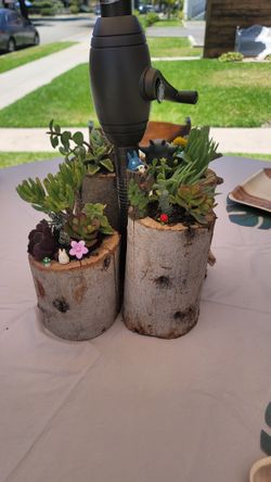SUCCULENTS CUTS / CLIPPINGS 