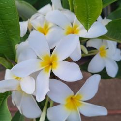 PLUMERIA GRANDE 