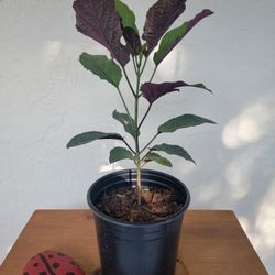 Starburst Plant 