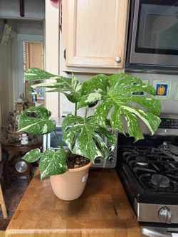 Beautiful Monstera Deliciosa Thai Constellation