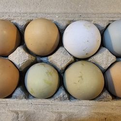 Organic Free Range Eggs