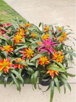 Indoor Plants