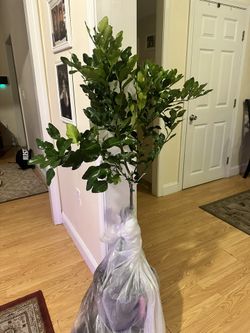 Kaffir Lime Tree