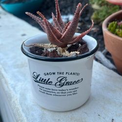 Succulent $10