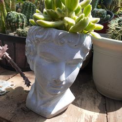 Roman's heads with succulents $15 each 