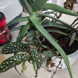 Plants