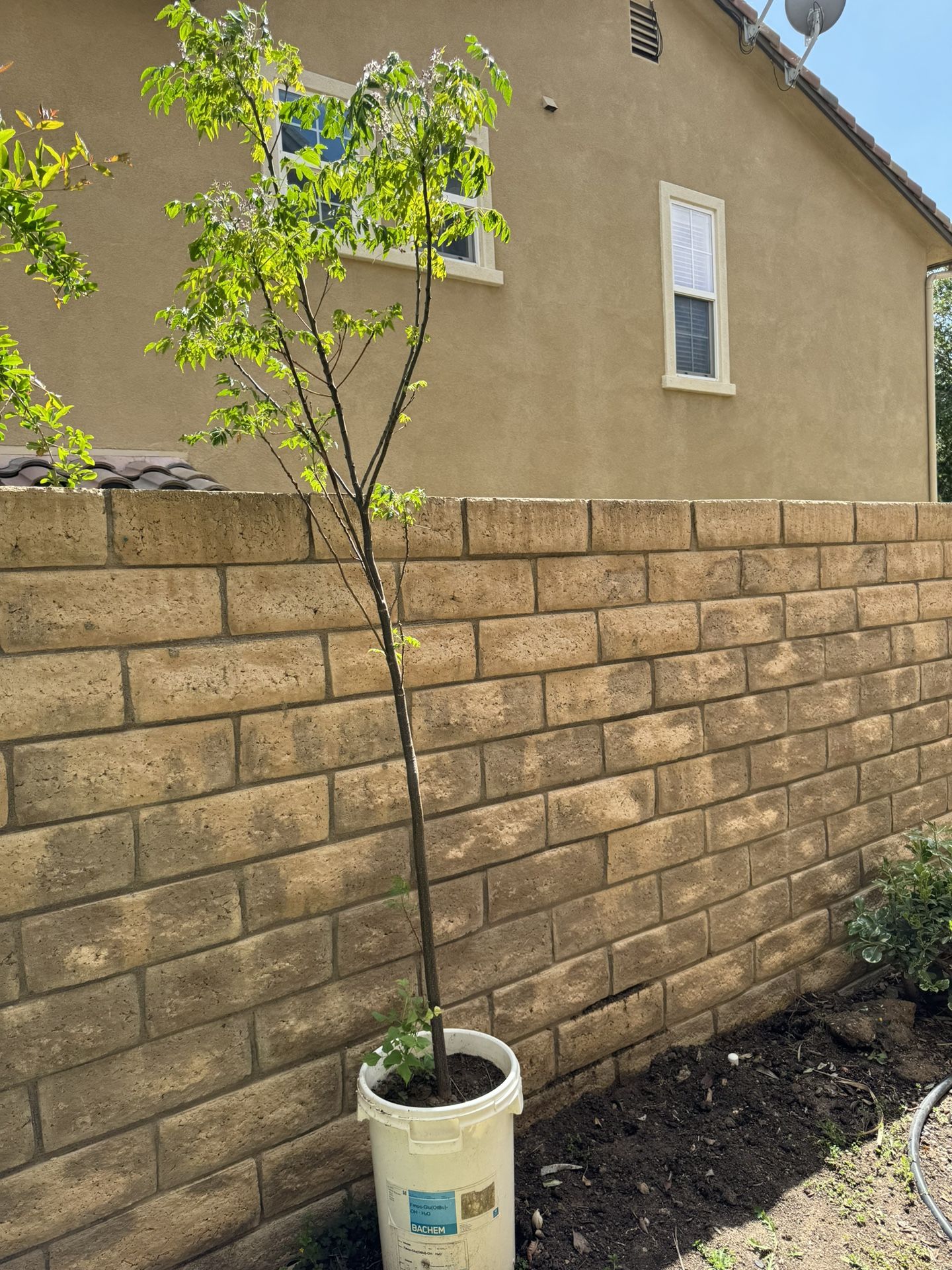 Neem Tree.