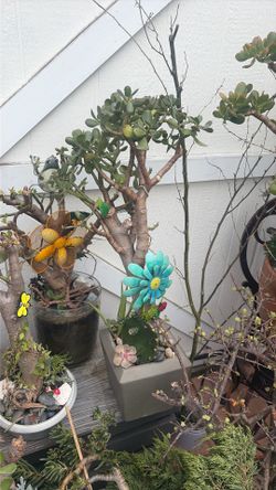 Jade plant  large grey ceramic pot