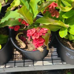 crowns of christ in plants