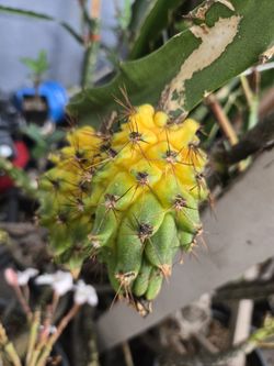 Dragón fruit yellow 