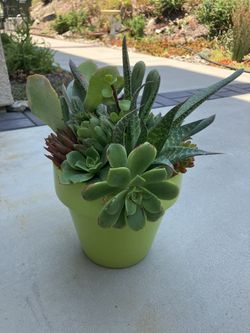 Succulent Arrangement