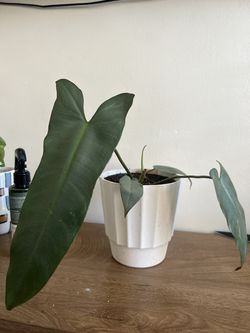 Philodendron silver sword