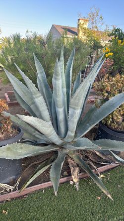 Agave plant