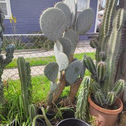 Silver Dollar Cactus Plant