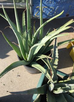 Aloe Vera