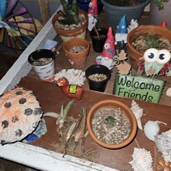 Aloe Vera Plants And Other Succulents