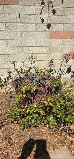 Large Terracotta Planter with Plant