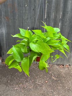 Neon Pothos