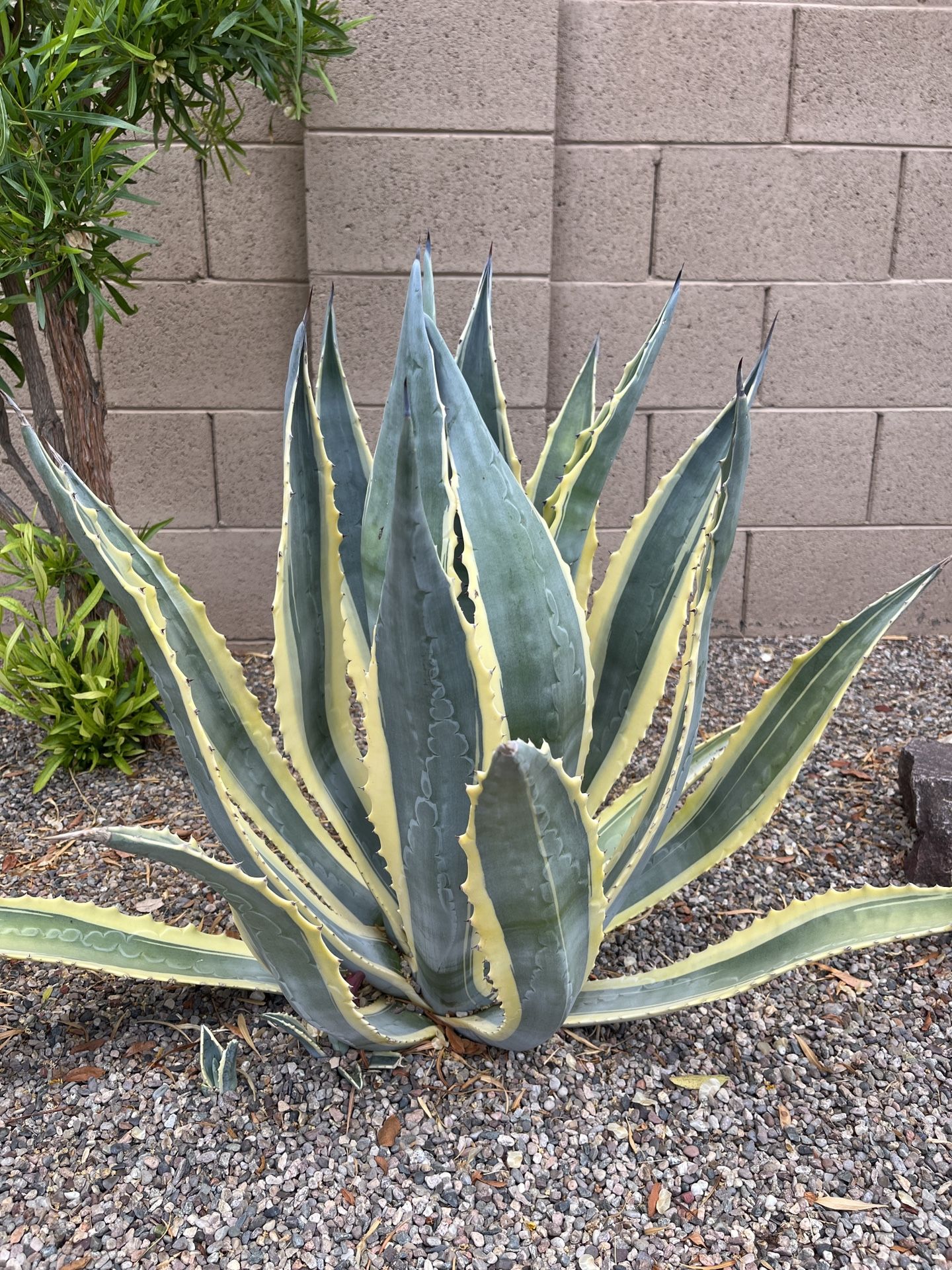 Agave American Variegated Marginata Plant Pups