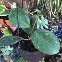 Hoya Obata