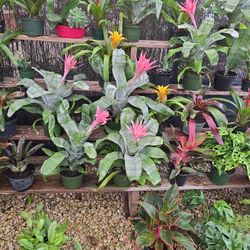 Fasciatas Bromelia