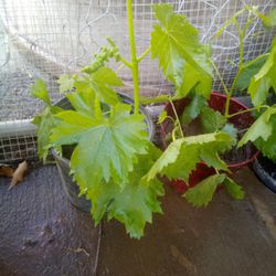 Cotton Candy Grape Vines