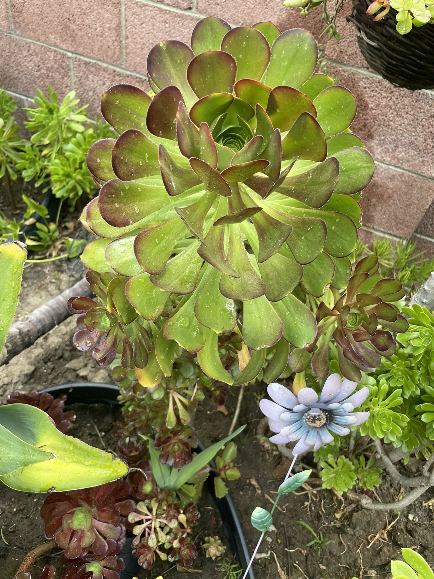 Big Aeonium Succulent, 