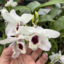 Dendrobium Nobile watanabe 