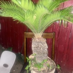 Little Beautiful Palm Tree