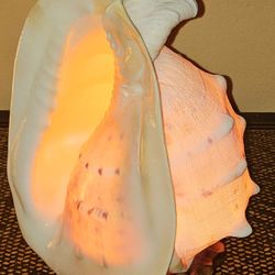 Conch Shell Seashell Night Lamp