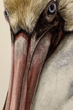Watercolor painting(Pelican)