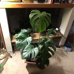 Large Monstera