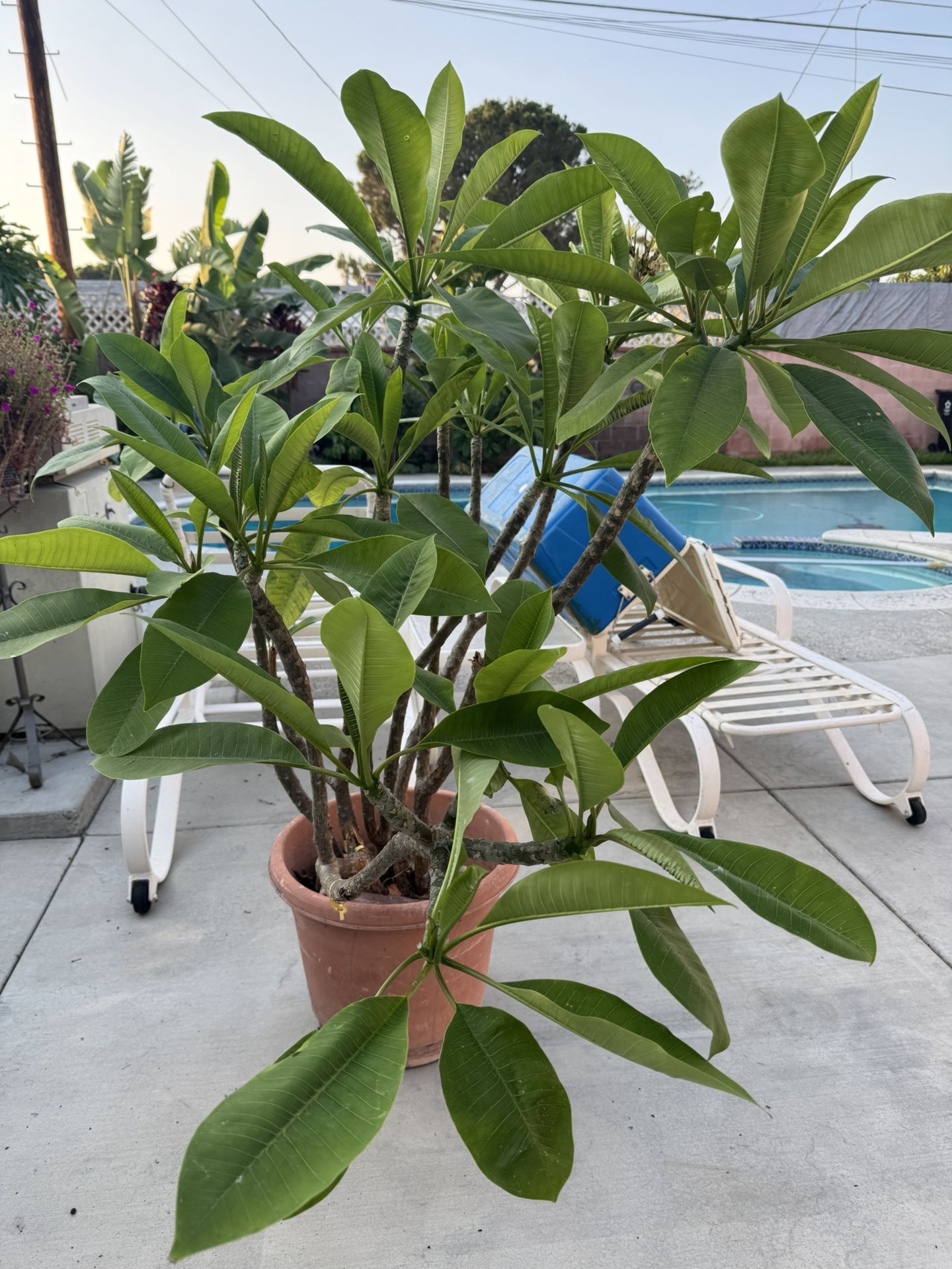 Plumeria Tree