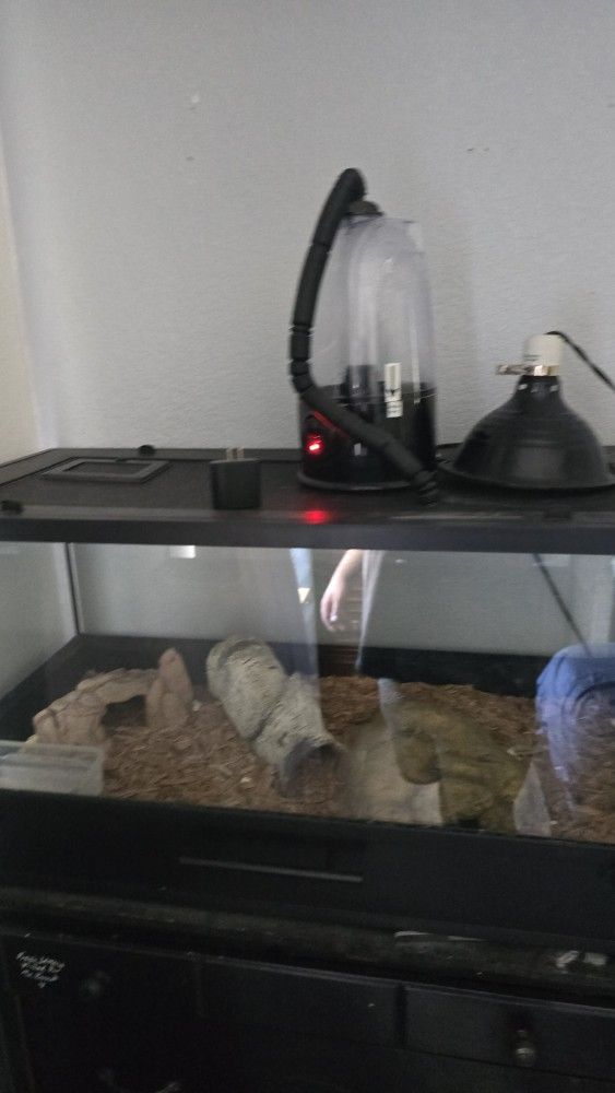 Ball Python With Eclosure And Heat Lamp And Humidifier 