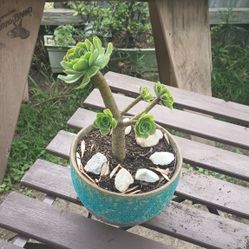 Aeonium  Succulent Flowers In A Vintage Pot