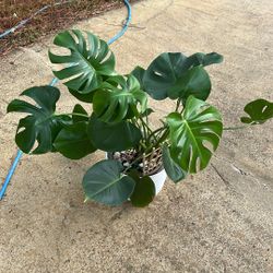Monstera Is A Tropical Plant For Indoor 