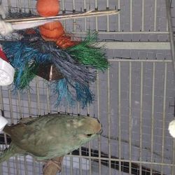 Bird Cages