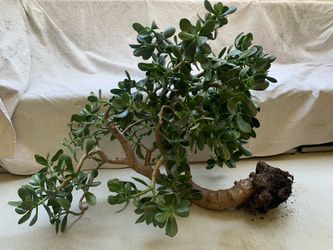 Large Jade Plant Bonsai Style