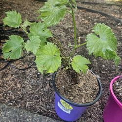 Garden Plant Grape Blue, Cabernet Sauvignon 