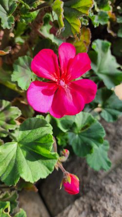 Geranium