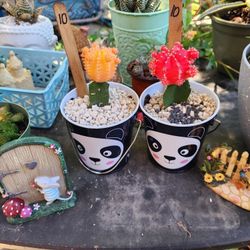 PLANT SALE AND SUCCULENT SALE THIS WEEK AND SUNDAY